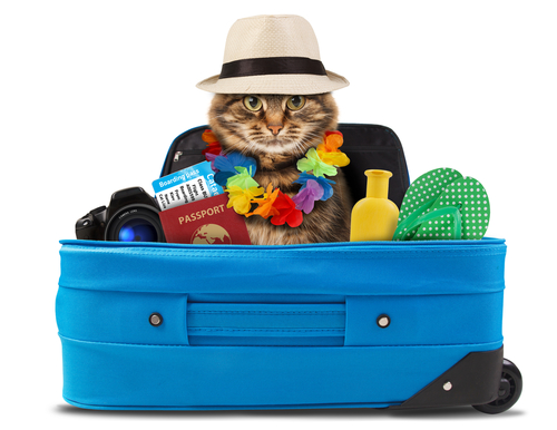 Funny,Cat,Going,On,Vacation